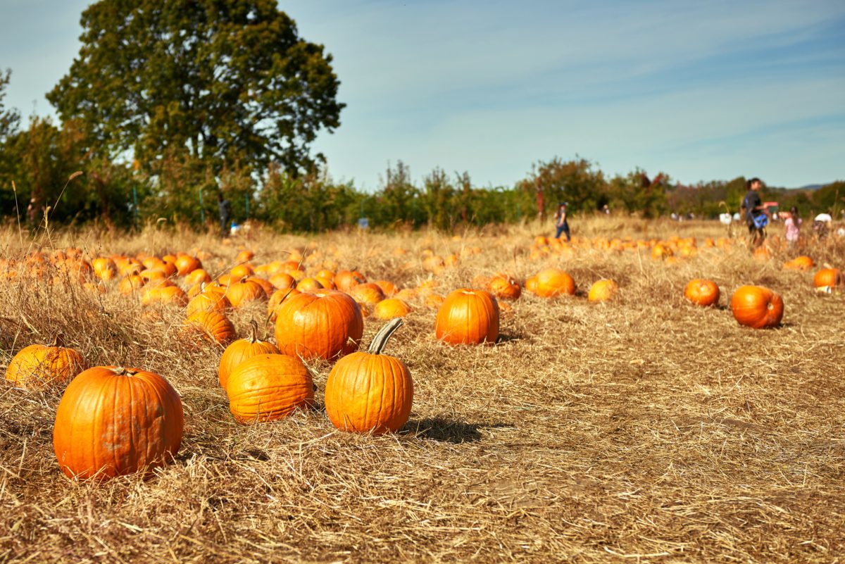 Pumpkin Patch Porn