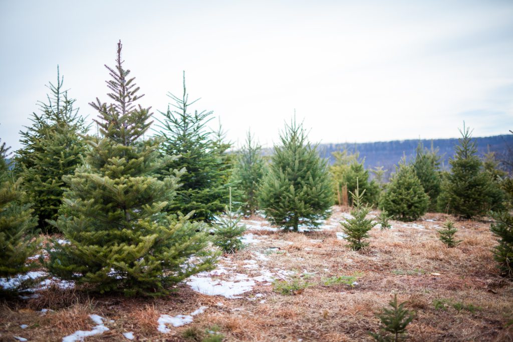 Best Christmas Tree Farms in the PNW Dwell Home Team